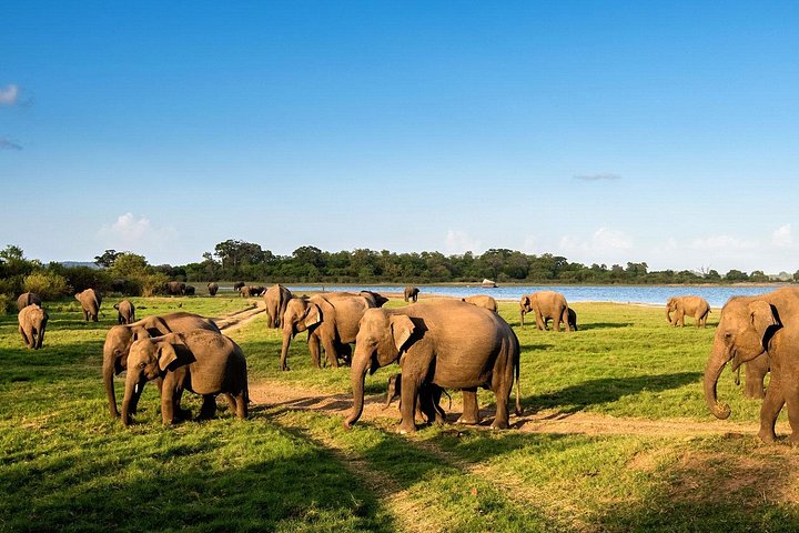 Polonnaruwa: Eftermiddags Wildlife Safari i Minneriya National Park