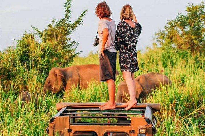 Polonnaruwa: Eftermiddags Wildlife Safari i Minneriya National Park