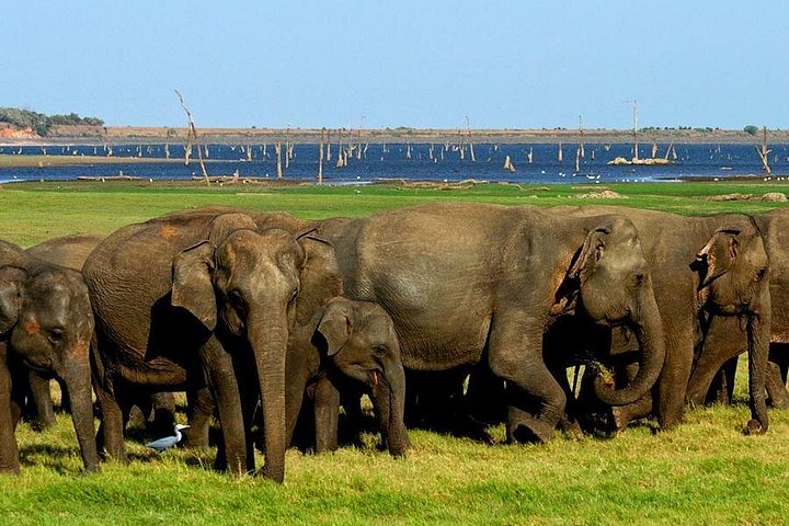 Polonnaruwa: Eftermiddags Wildlife Safari i Minneriya National Park