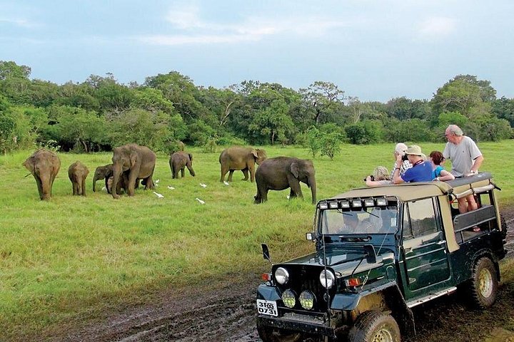 Polonnaruwa: Eftermiddags Wildlife Safari i Minneriya National Park