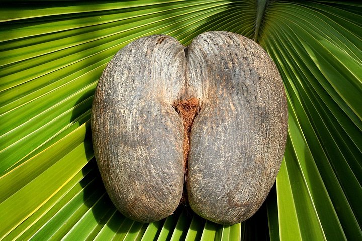 Excursion d'une journée à la découverte de la Vallée de Mai et de l'Anse Lazio sur l'île de Praslin