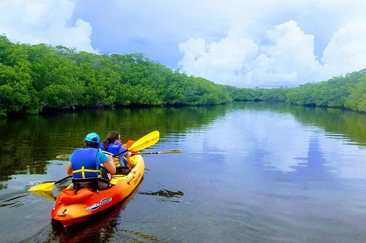 Manglares y manatíes - Tour ecológico en kayak guiado