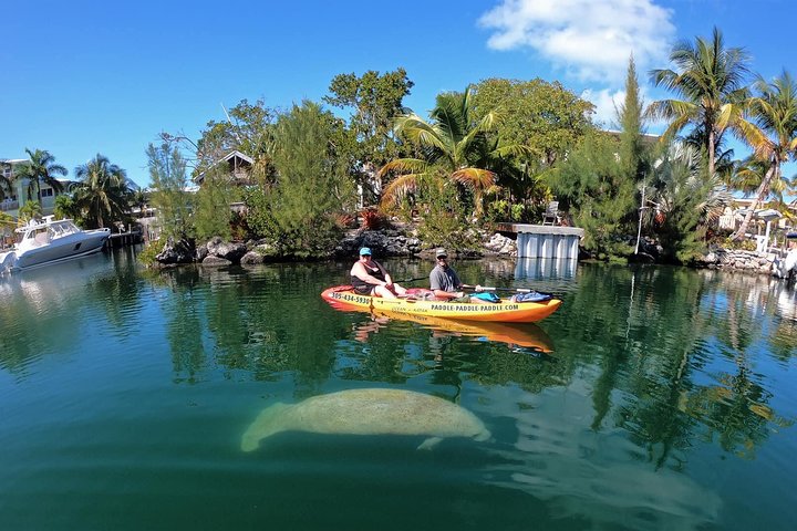 Manglares y manatíes - Tour ecológico en kayak guiado