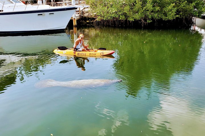 Manglares y manatíes - Tour ecológico en kayak guiado