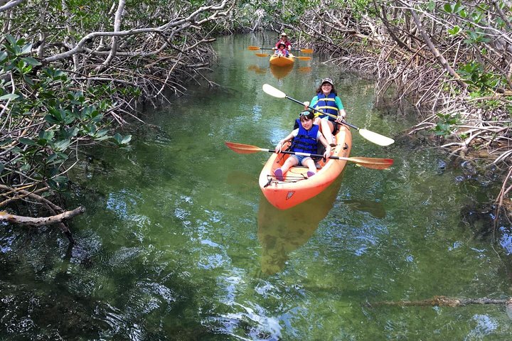 Manglares y manatíes - Tour ecológico en kayak guiado