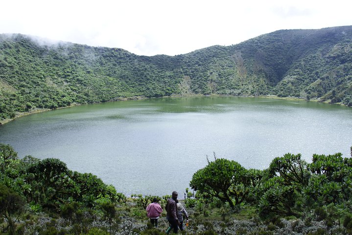 1 dag Rwanda Gorilla Trekking Tour i Volcanoes National Park