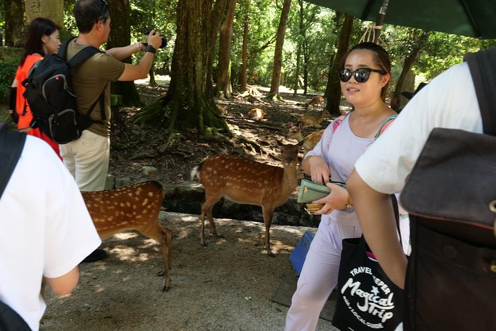 Tour a piedi di mezza giornata a Nara (opzione privata disponibile)