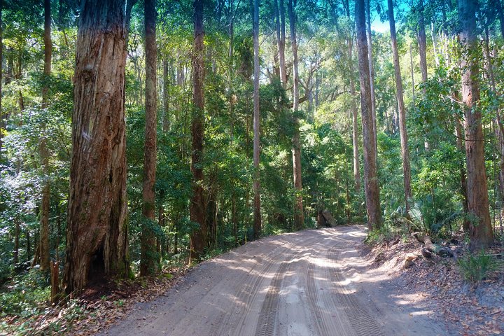 Dagstur till K'gari (Fraser Island) - från Rainbow Beach