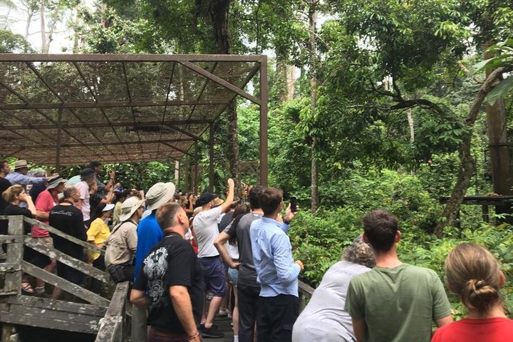 Tour privado de todo el día a Sepilok Orang Utan, Bornean Sun Bear y Rainforest Discovery Center