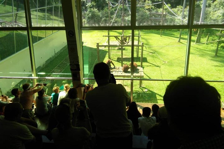 Tour privado de todo el día a Sepilok Orang Utan, Bornean Sun Bear y Rainforest Discovery Center