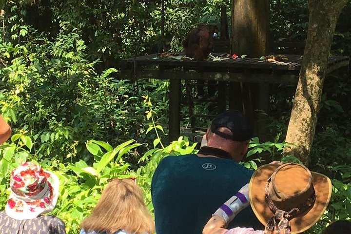 Tour privado de todo el día a Sepilok Orang Utan, Bornean Sun Bear y Rainforest Discovery Center