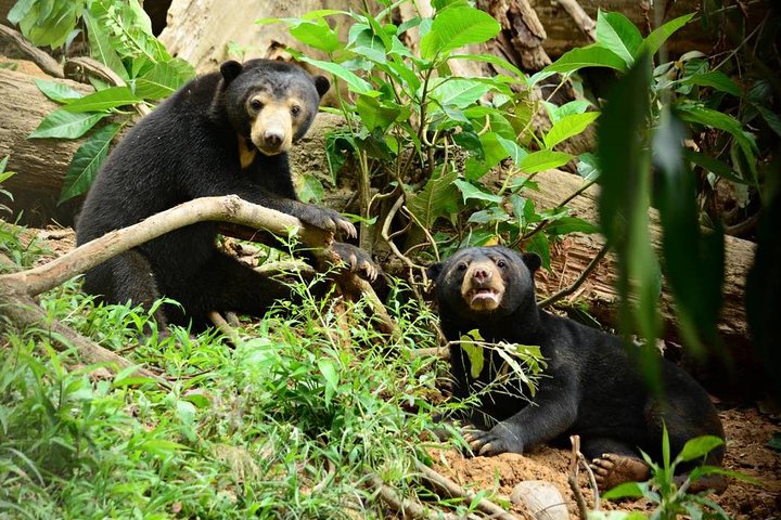 Tour privado de todo el día a Sepilok Orang Utan, Bornean Sun Bear y Rainforest Discovery Center