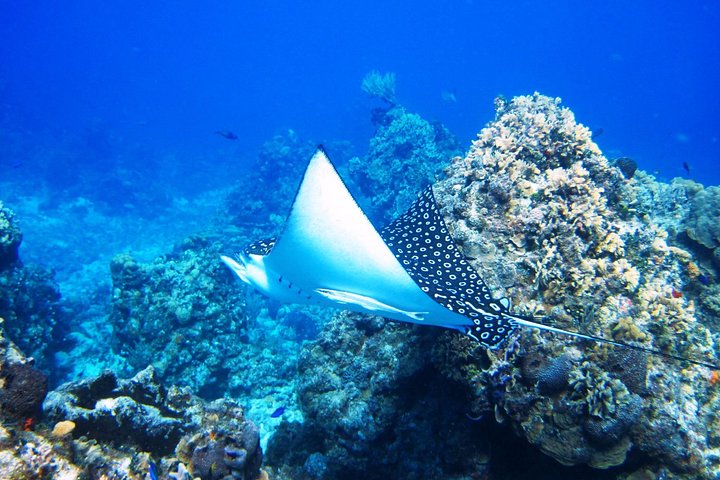 Cozumel snorkeltour: Palancar, Columbia en El Cielo Reefs
