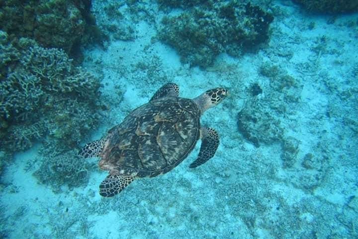 Cozumel snorkeltour: Palancar, Columbia en El Cielo Reefs