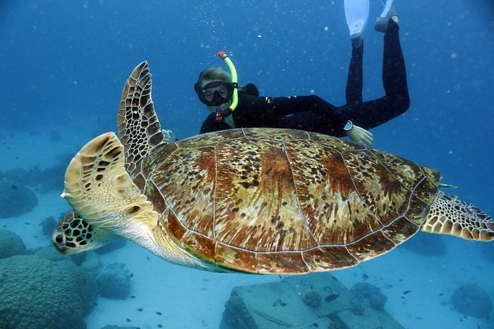 Snorkeling di un'intera giornata sulla Grande Barriera Corallina da Hamilton Island