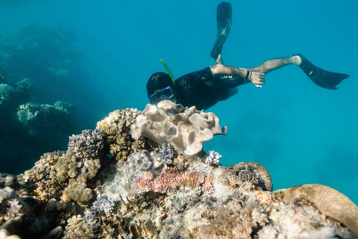 Snorkeling di un'intera giornata sulla Grande Barriera Corallina da Hamilton Island