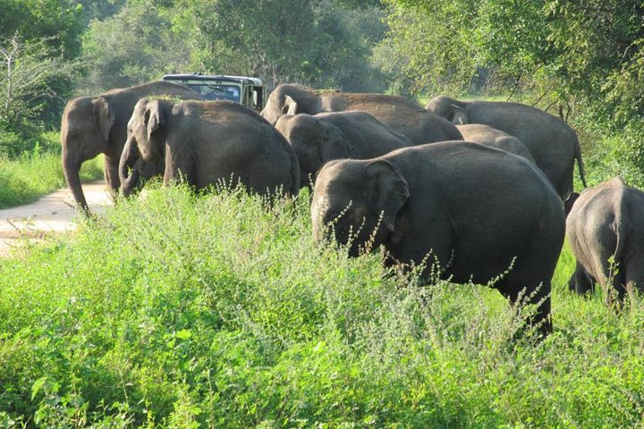 Entrada al Parque Nacional Wasgamuwa con Safari Privado