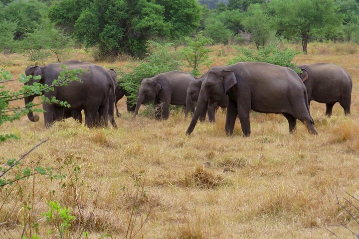 Entrada al Parque Nacional Wasgamuwa con Safari Privado