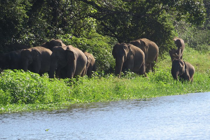 Entrada al Parque Nacional Wasgamuwa con Safari Privado