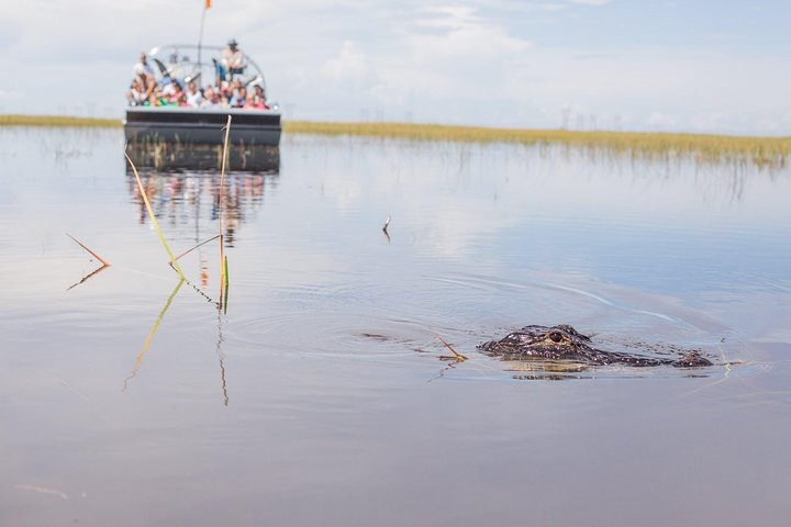 Florida: Fahrt durch die Everglades im Sumpfboot und Begegnung mit wild lebenden Tieren