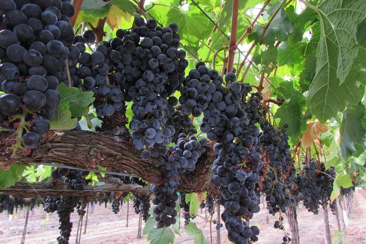 6 uur privé aangepaste wijntour voor maximaal 7 gasten Napa & Sonoma