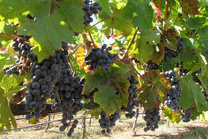 8 Stunden private Weintour nach Maß für bis zu 7 Gäste Napa & Sonoma