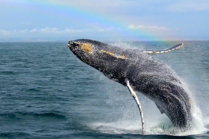 Tour de avistamiento de ballenas Monterey California
