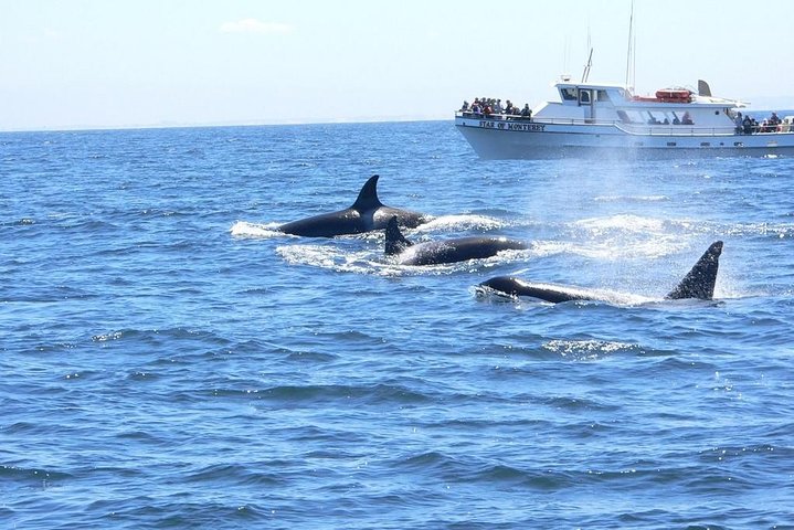 Tour de avistamiento de ballenas Monterey California
