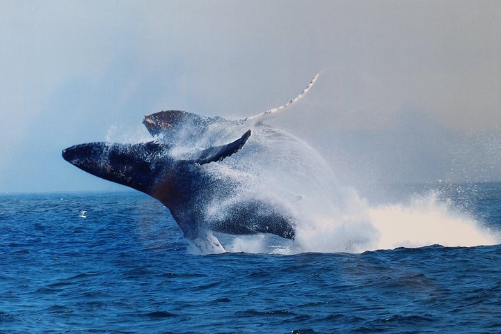 Tour de avistamiento de ballenas Monterey California