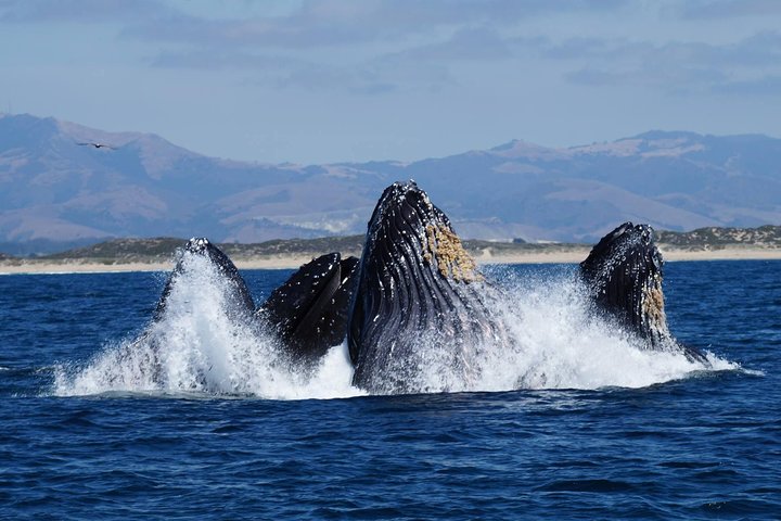Tour de avistamiento de ballenas Monterey California