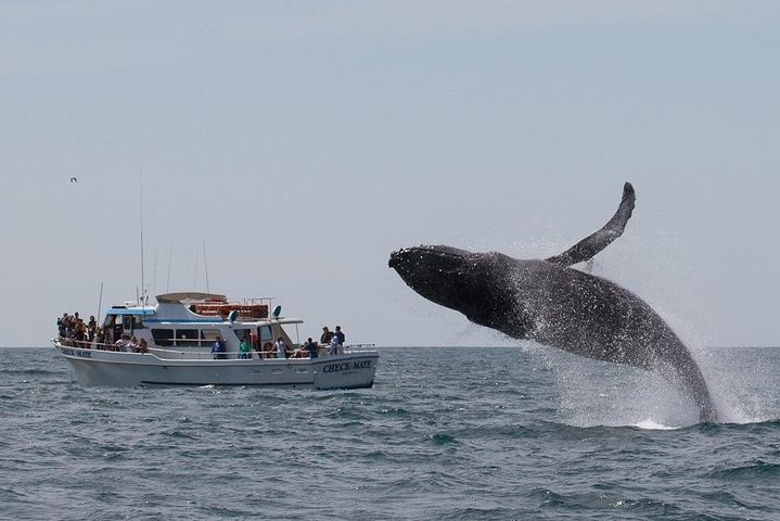 Tour de avistamiento de ballenas Monterey California