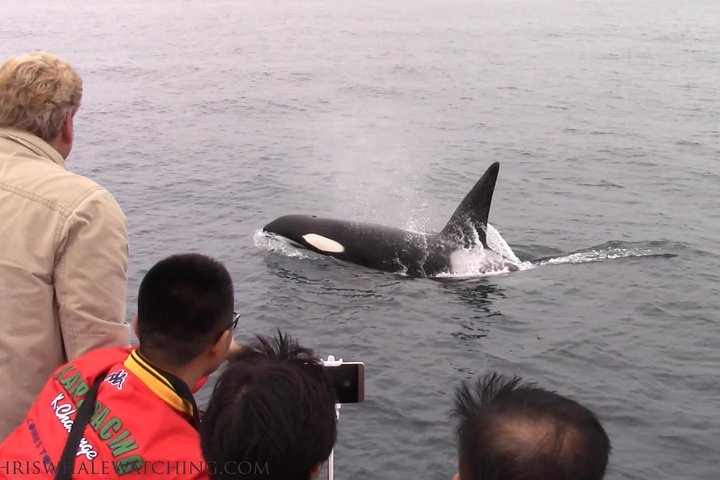 Tour de avistamiento de ballenas Monterey California