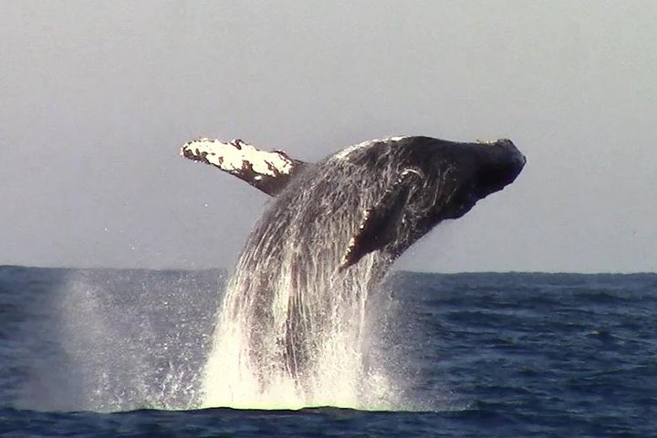 Tour de avistamiento de ballenas Monterey California