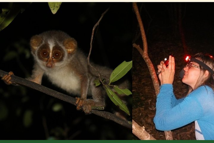 Caminata nocturna para ver loris esquivos y raros en Sigiriya