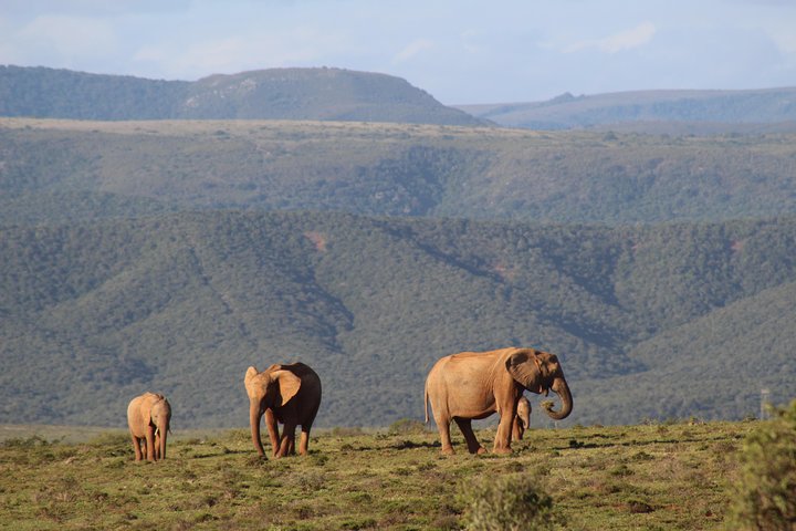 Safari photo de plusieurs jours dans le parc des éléphants d'Addo
