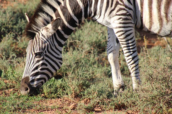 Safari photo de plusieurs jours dans le parc des éléphants d'Addo
