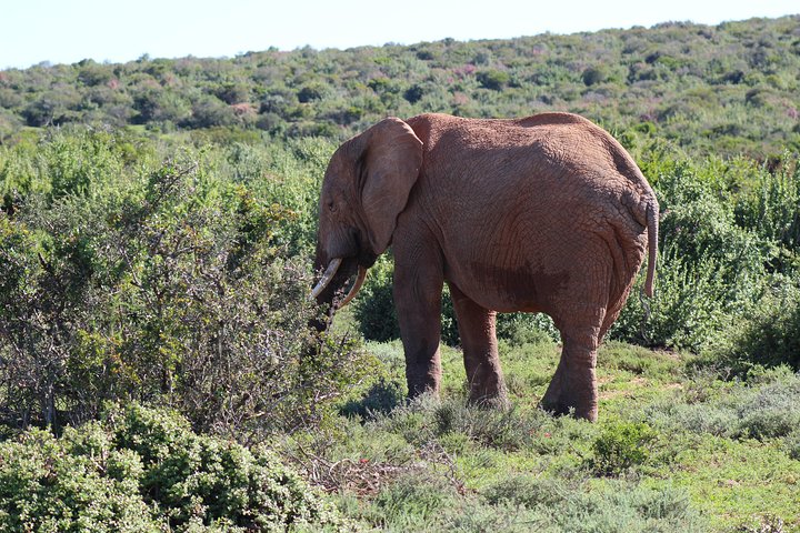 Safari photo de plusieurs jours dans le parc des éléphants d'Addo