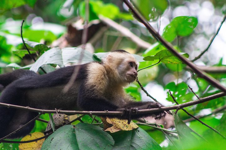 Passeio de canoa no Parque Nacional Tortuguero
