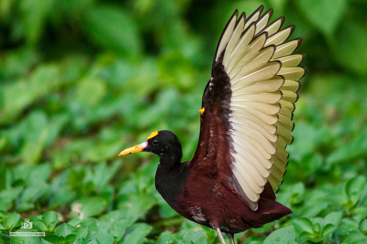 Passeio de canoa no Parque Nacional Tortuguero