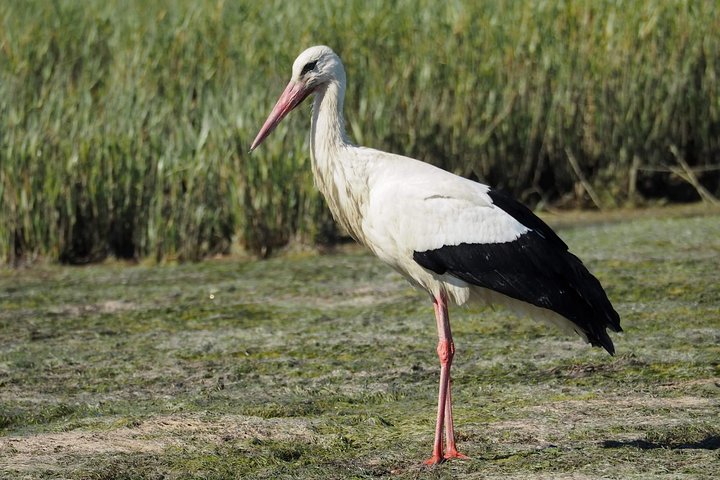 Eco Boat Tour i Ria Formosa Lagoon från Faro