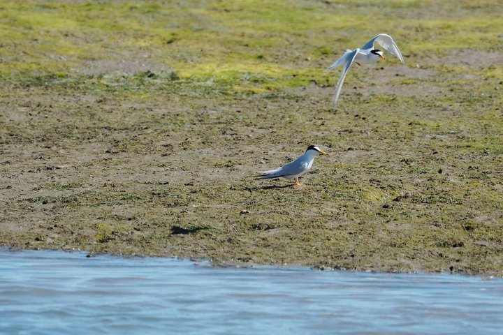 Eco Boat Tour i Ria Formosa Lagoon från Faro