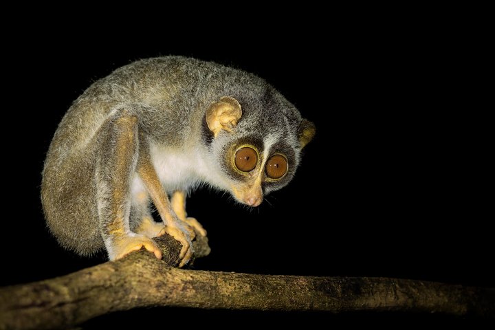 Caminata nocturna para ver loris esquivos y raros en Sigiriya
