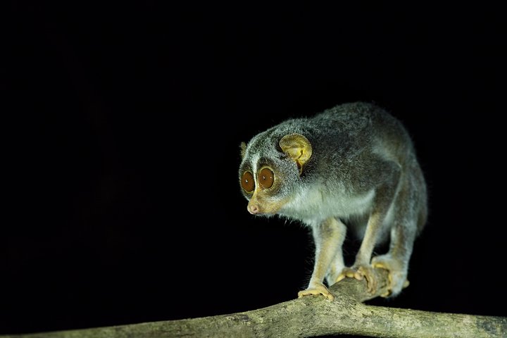 Caminata nocturna para ver loris esquivos y raros en Sigiriya