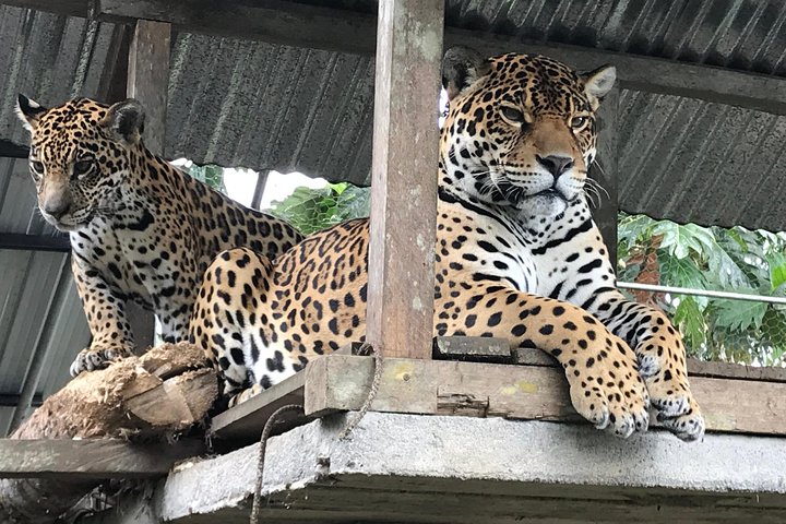 Amazon Tour no Equador: Viagem de um dia a Puyo saindo de Baños