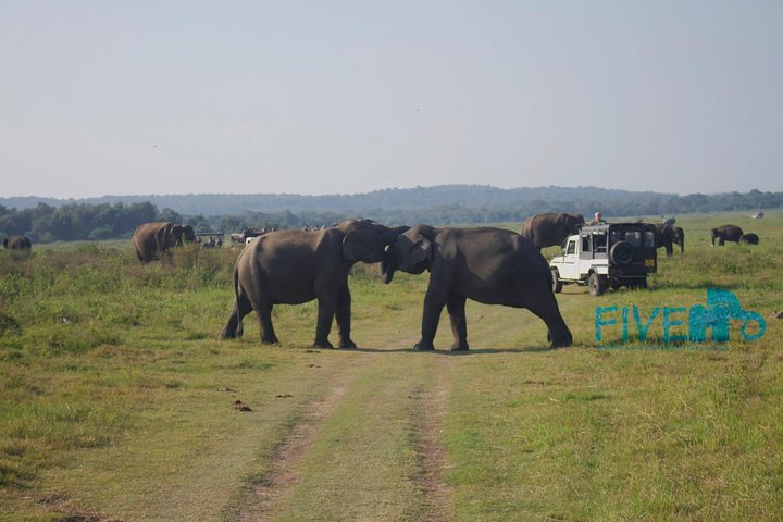 Safari privado en jeep en el Parque Nacional Minneriya