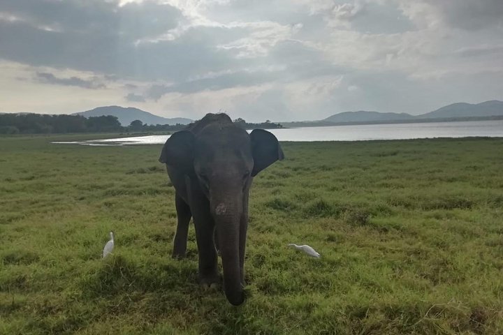 Safari privado en jeep en el Parque Nacional Minneriya