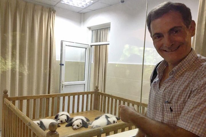 Visite privée d'une demi-journée du centre d'élevage de pandas de Chengdu avec bénévolat en option