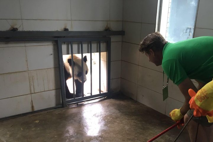 Visite privée d'une demi-journée du centre d'élevage de pandas de Chengdu avec bénévolat en option