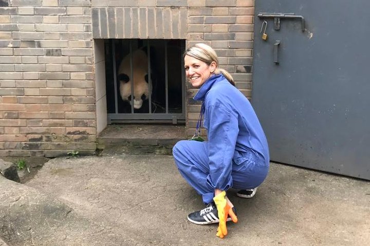 Visite privée d'une demi-journée du centre d'élevage de pandas de Chengdu avec bénévolat en option