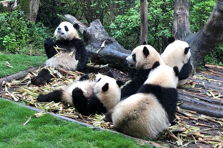 Visite privée d'une demi-journée du centre d'élevage de pandas de Chengdu avec bénévolat en option